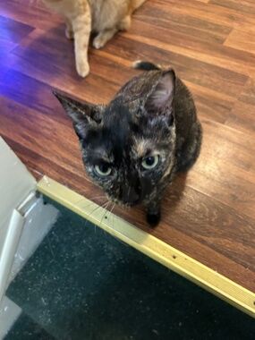 Meet your Posher, Rochelle